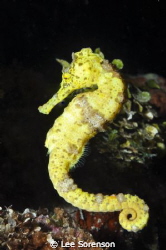Seahorse, Grace...! by Lee Sorenson 